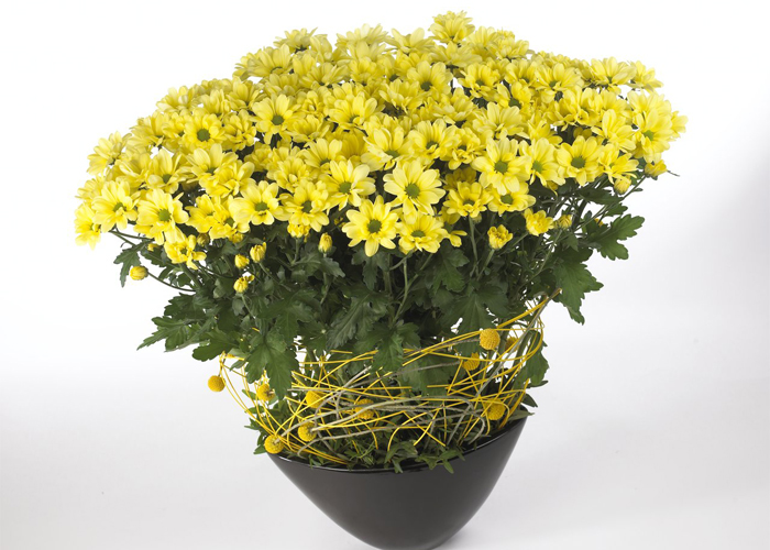 deliflor chrysanthemums yellow (2)