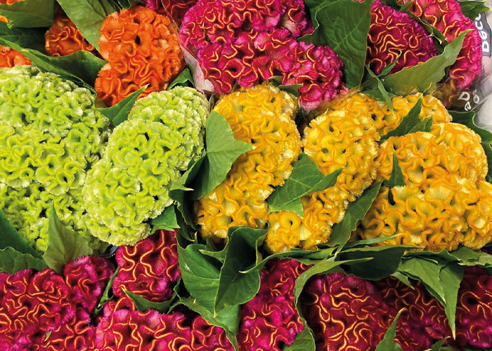 Celosia Act mixed in bucket