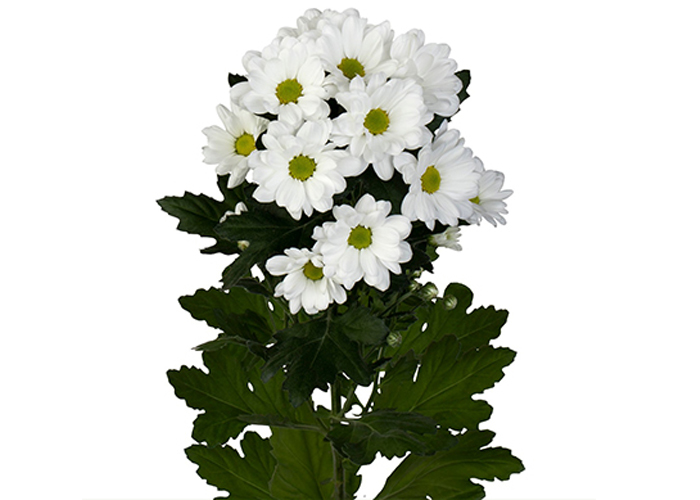 Chrysanthemum Ilonka