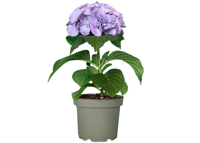 Hydrangea mac. My Beautiful MegaTensia Purple