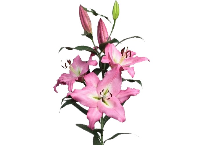 Lily or. Albareto
