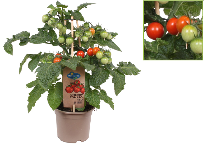 Vegetable plants Tomato