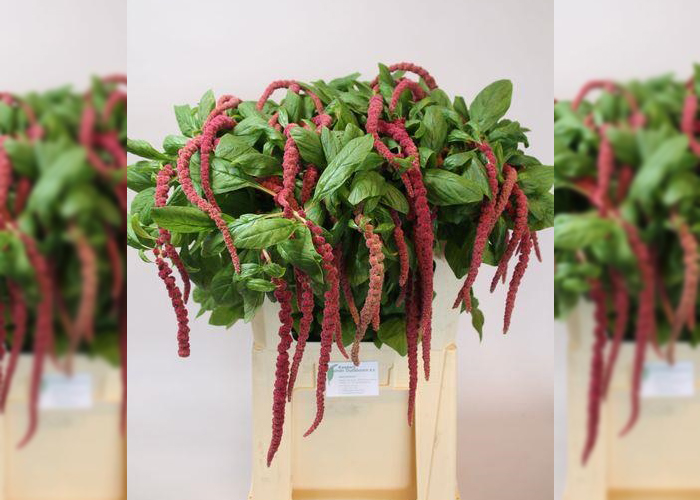 Amaranthus Caudatus Red Cord