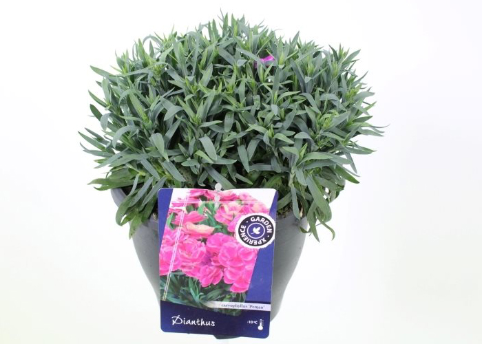 Dianthus Peman - pot size 23 - x1