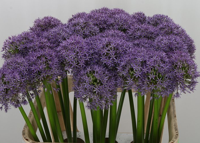 Allium Purple Caila
