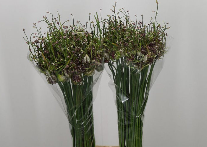 Allium Scorodoprasum Art
