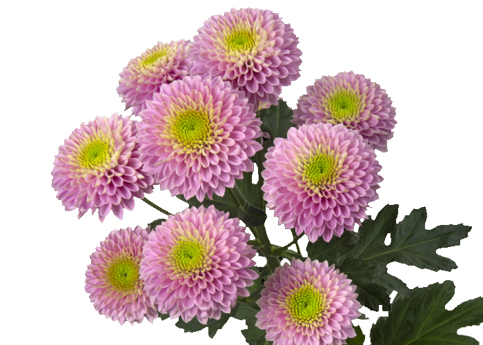 Chrysanthemum Souvenir