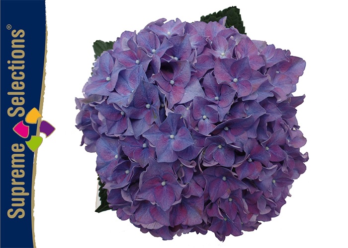 Hydrangea Rodeo (purple)