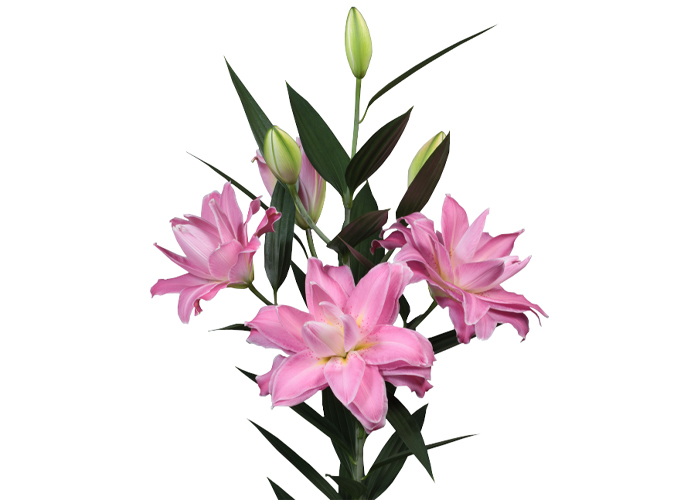 Lily or. Accolade double