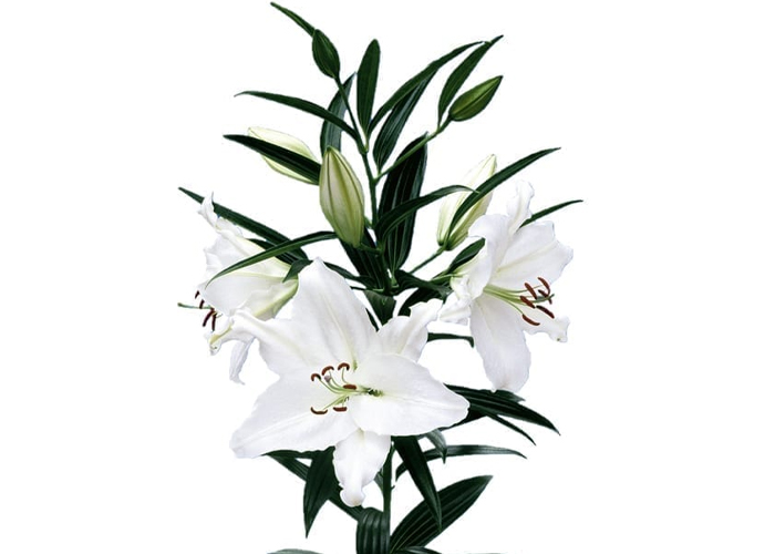 Lily or. Crystal Blanca