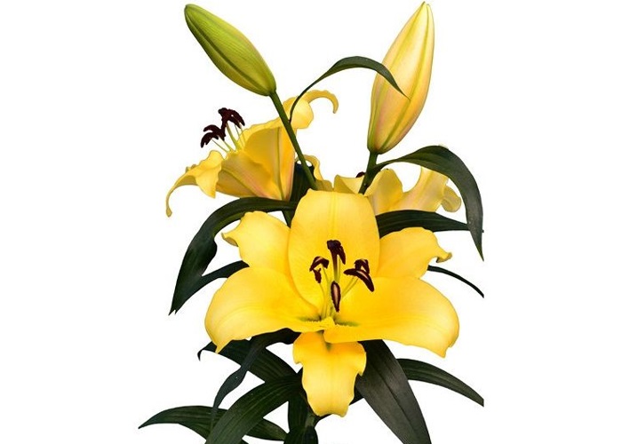 Lily or. Yellow Strike