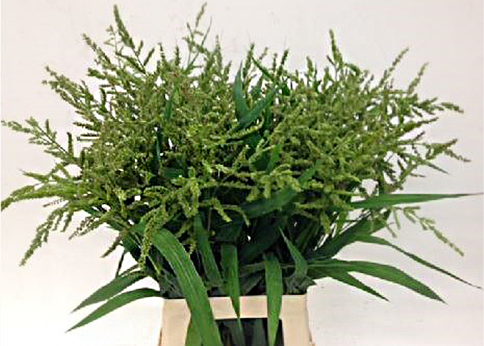 Grasses Polypogon Viridis