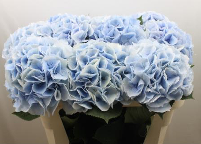 Hydrangea Royal Surprise Blue Pale