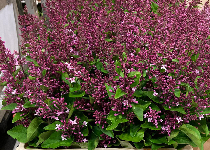 Lilac (Seringa) lavender Josee