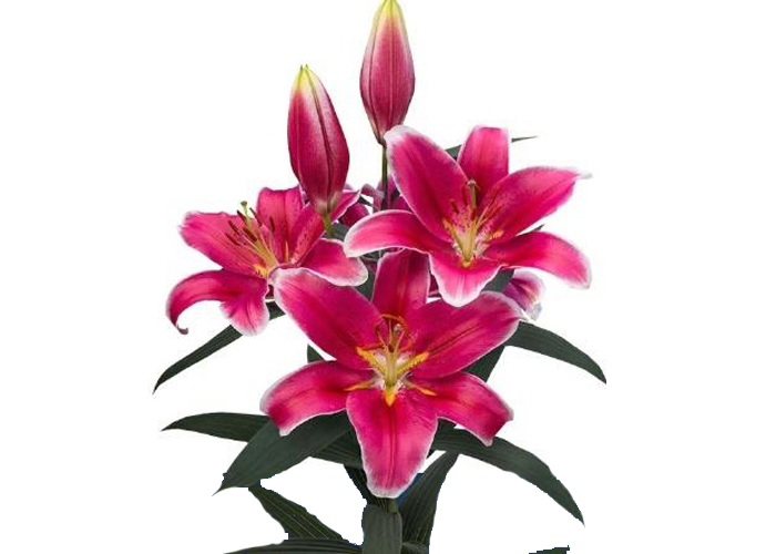 Lily or. Jewel Star