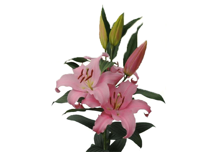Lily or. Think Pink