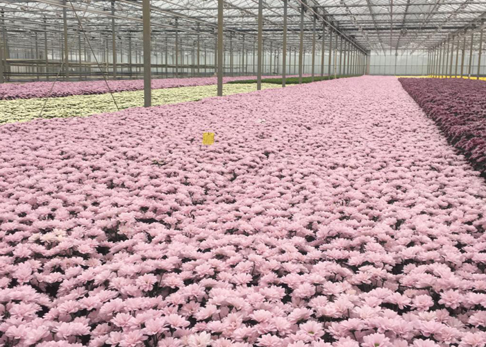 Wordragen Flowers_Chrysanthemums_grower visit_Kwekers bezoek (3)