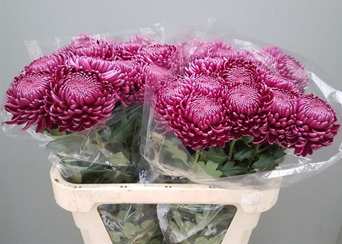 Chrysanthemum Bigoudi Purple 1head