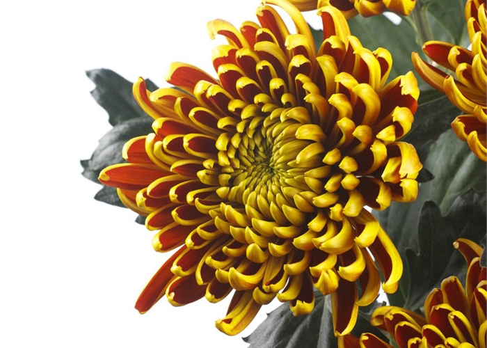 Chrysanthemum Fuego 1head