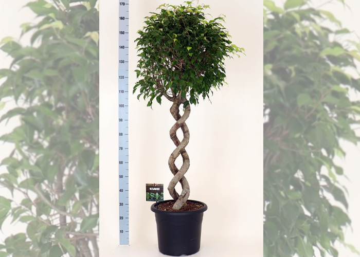 Ficus Benjamina Exotica, double helix