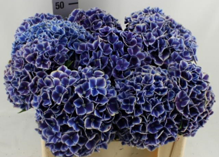 Hydrangea My Beautiful Rio Purple-White - limited available