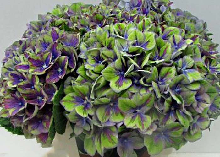 Hydrangea Peacock - Limited available