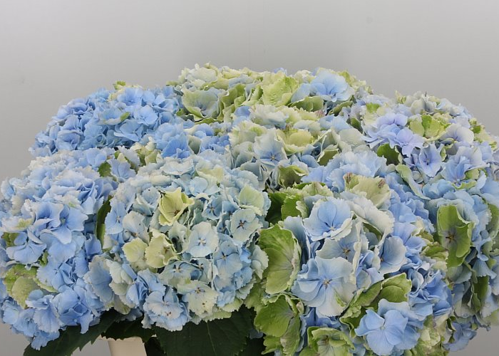 Hydrangea Verena blue classic