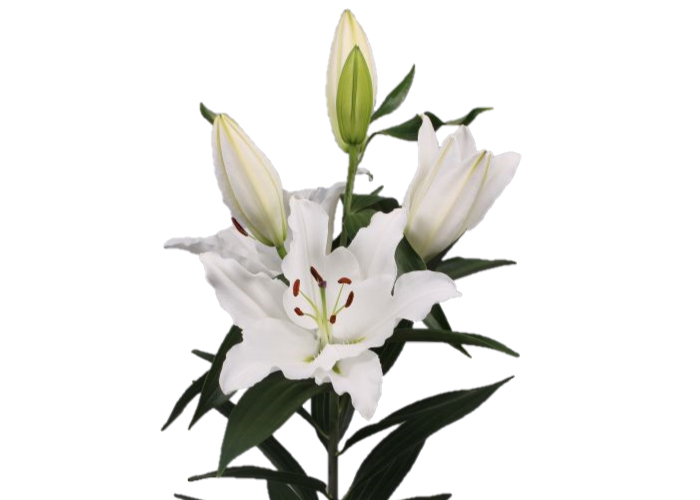 Lily or. Ascot