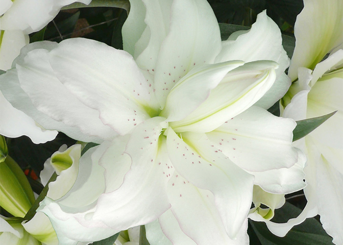 Lily or.Lotus Beauty double