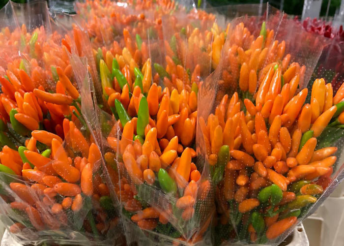 Peppers Orange Fire - limited available