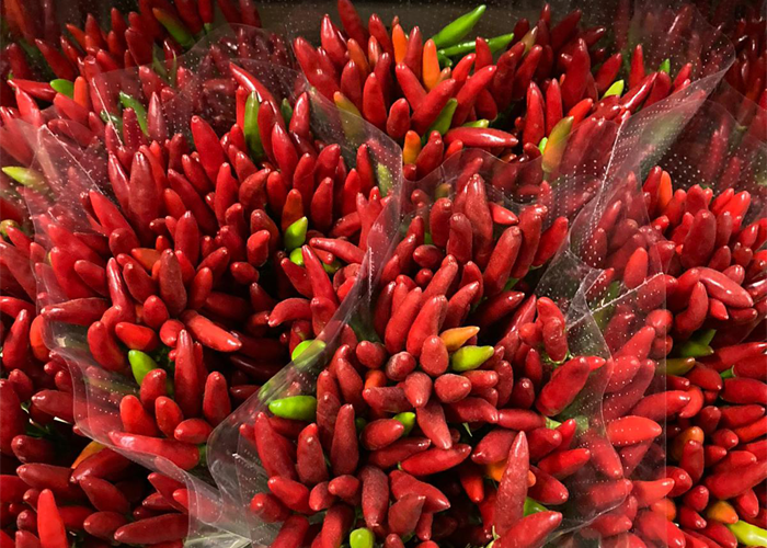 Peppers Red Fire - limited available