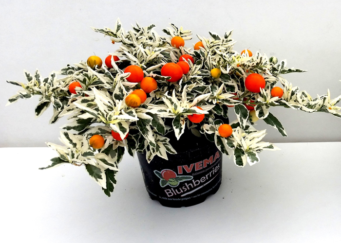 Solanum pseudocapsicum Blushberry