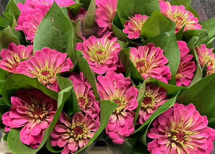 Zinnia elegans Pink - limited available