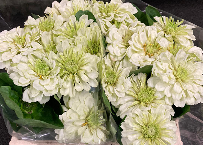 Zinnia elegans White - limited available