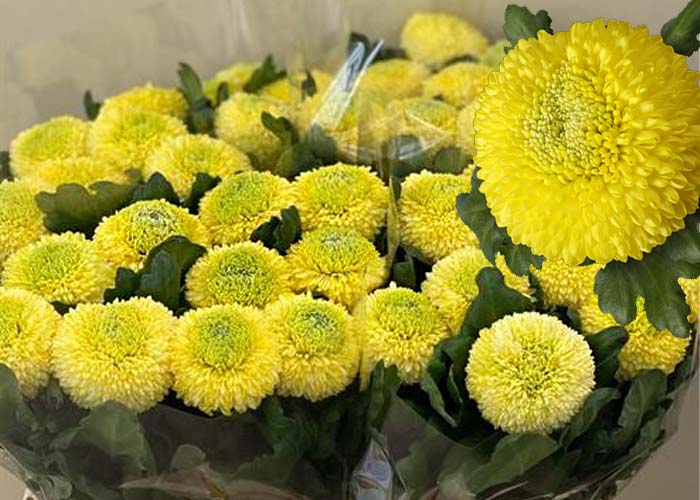 Chrysanthemum Boris Becker Yellow