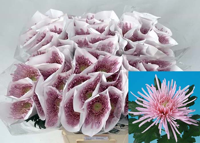 Chrysanthemum Elbrus lila 1hd