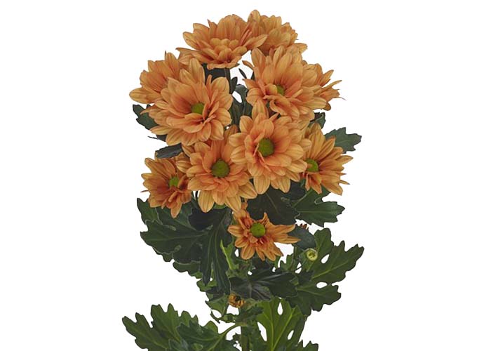 Chrysanthemum Midnightsun