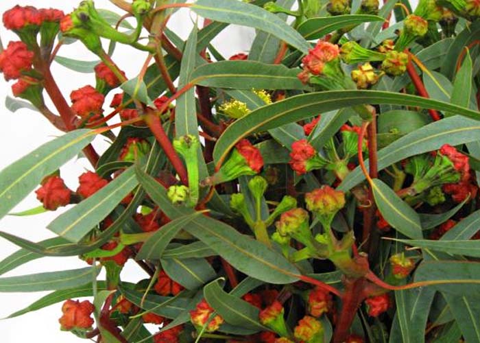 Eucalyptus Cardinale