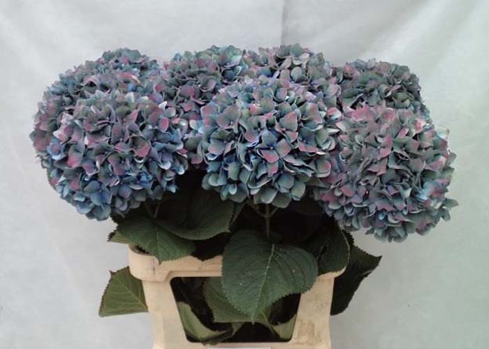Hydrangea Pimpernel antique blue lilac
