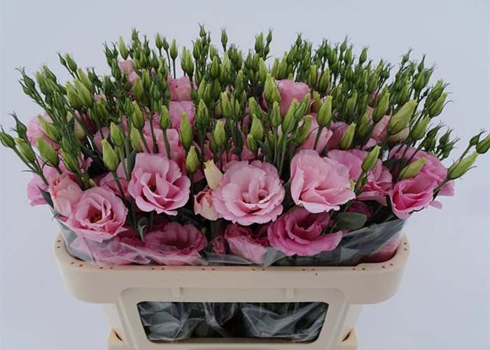 Lisianthus double Arena Pink