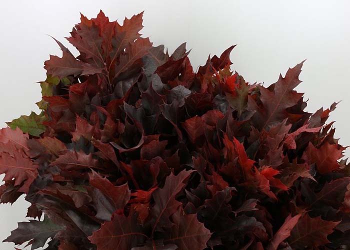 Oakleaves red dyed Retrieved
