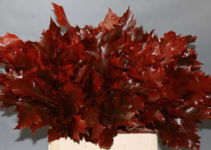 Oakleaves red dyed