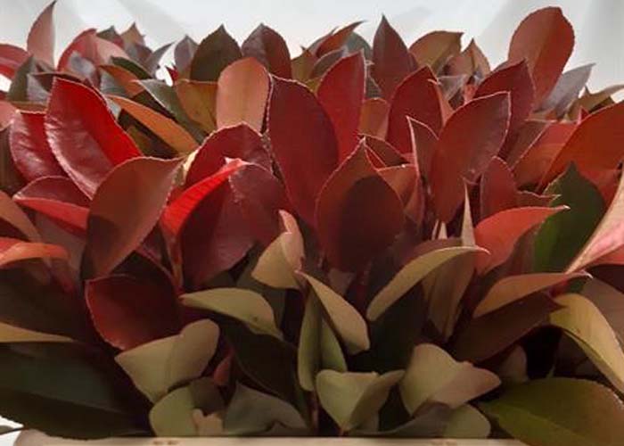 Photinia Red Robin Red Leaves