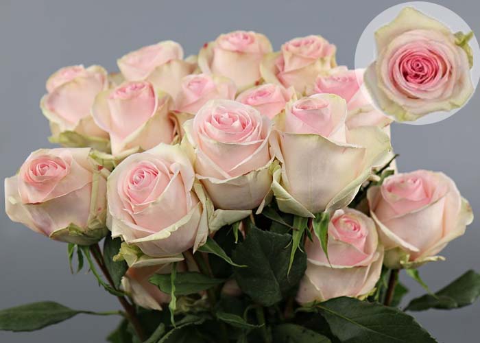 Roses Loraine - 60cm