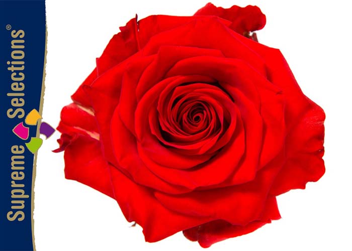 Supreme Selections Roses Red Eagle