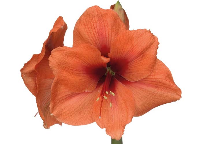 Amaryllis Bouquet