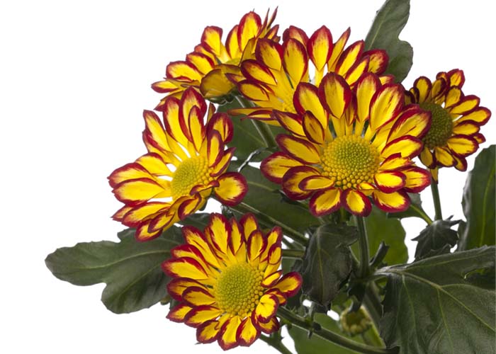 Chrysanthemum Roma