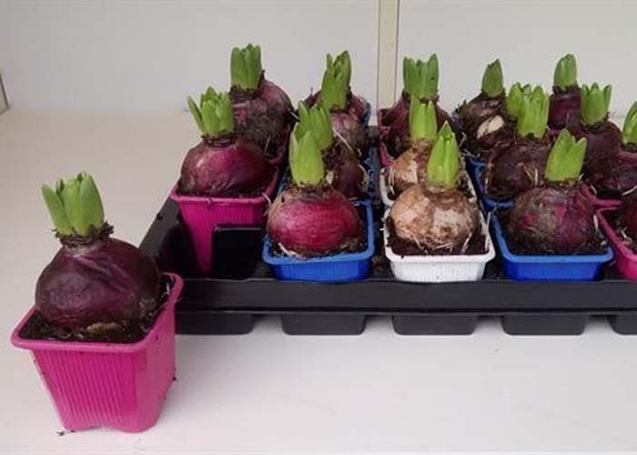 Hyacinthus mixed 3 colours 1pp