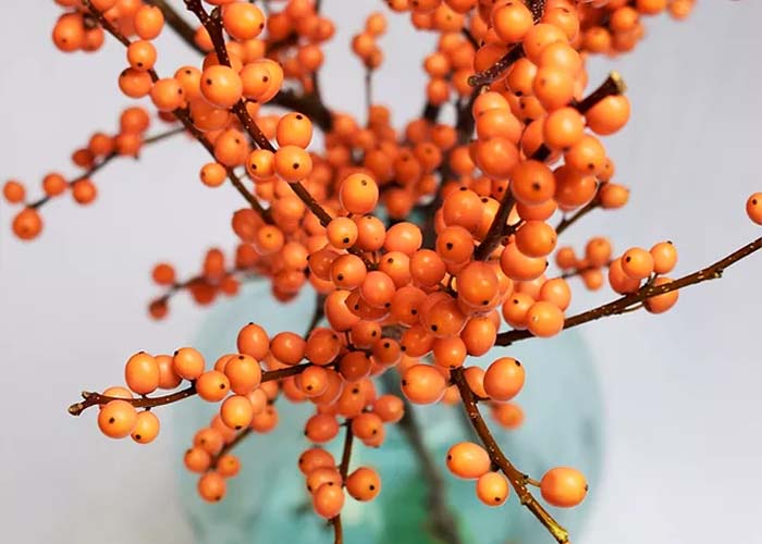 Ilex verticillata Orange Beauty