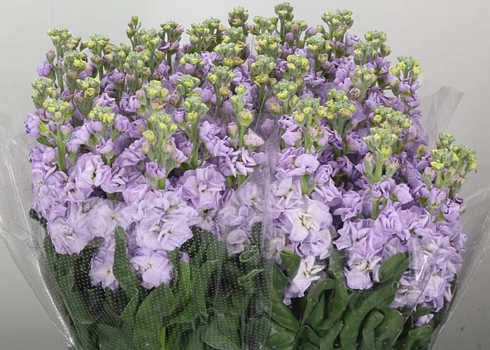 Stocks Lavendel